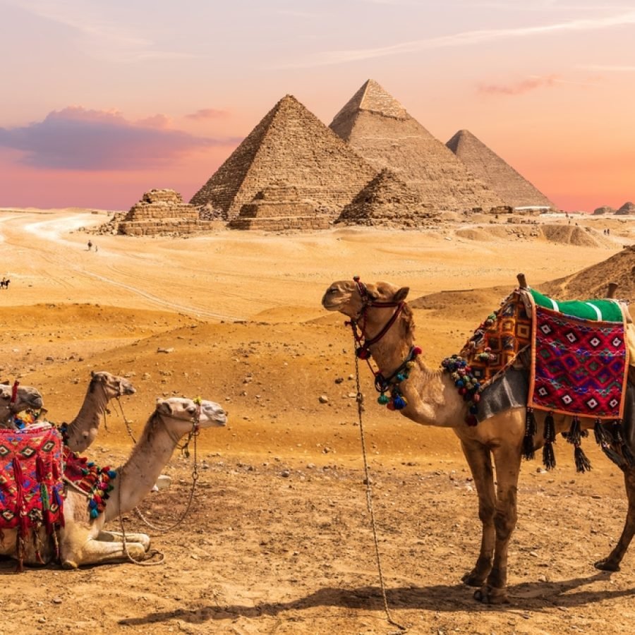 Camel,Caravan,Resting,In,The,Desert,Nearthe,Pyramids,Of,Egypt,